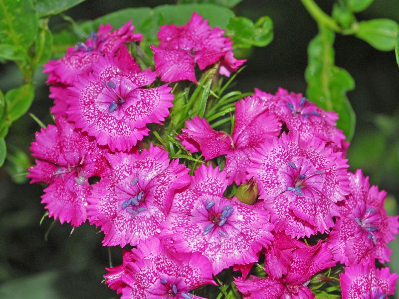 Dei fiori sgargianti in Val Ferret